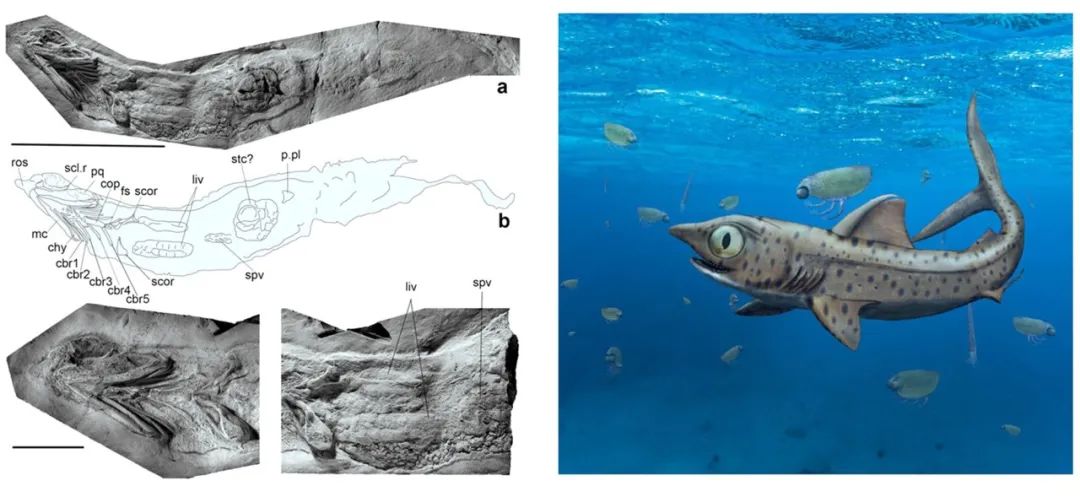 长达200年的解谜过程：鱼类曾经用我们的耳朵来呼吸