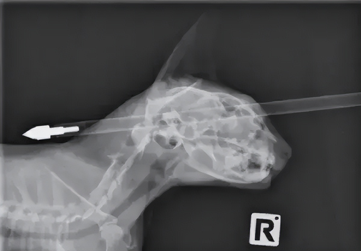 直女到底有多难撩,怎么撩直女到底有多难