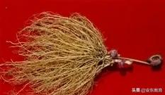 中药材细辛落价了吗,细辛草今日价格