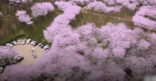 贵州樱花风景区一日游,半城樱花贵阳