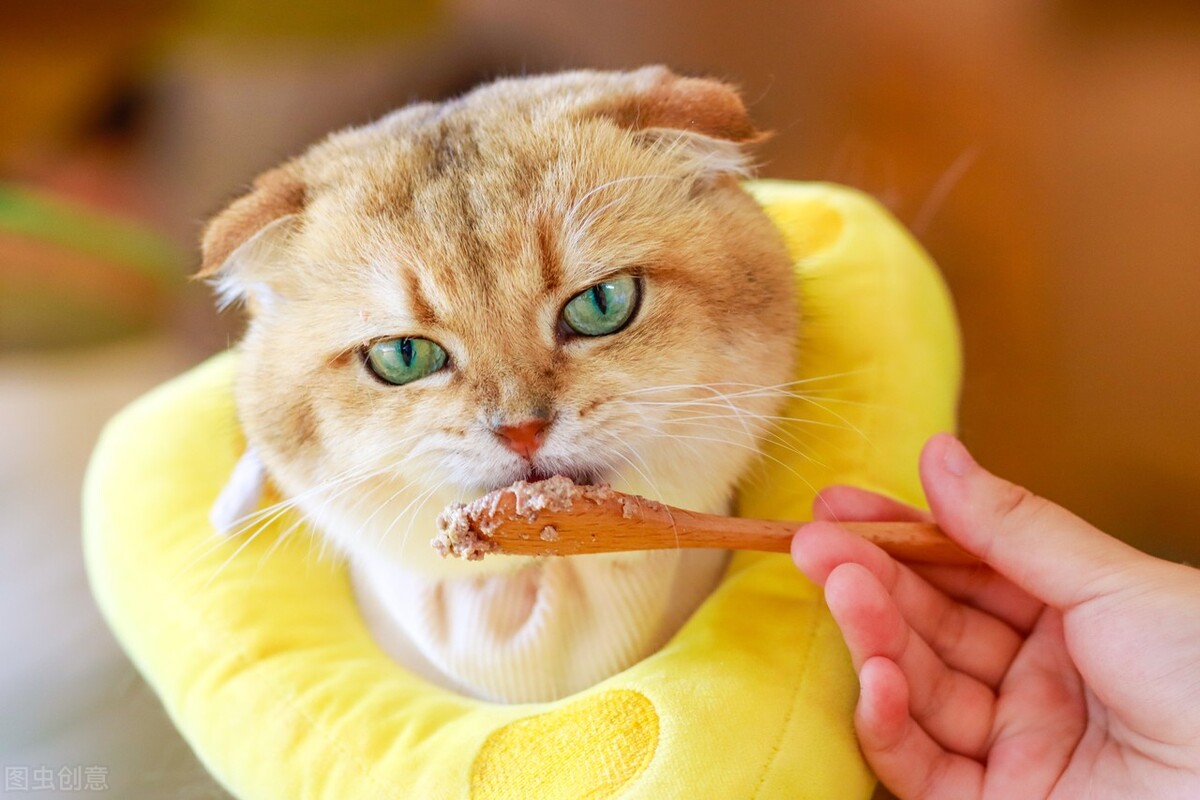 猫咪上厕所频繁尿一点点吃什么药,猫咪睡觉上厕所憋不住尿了