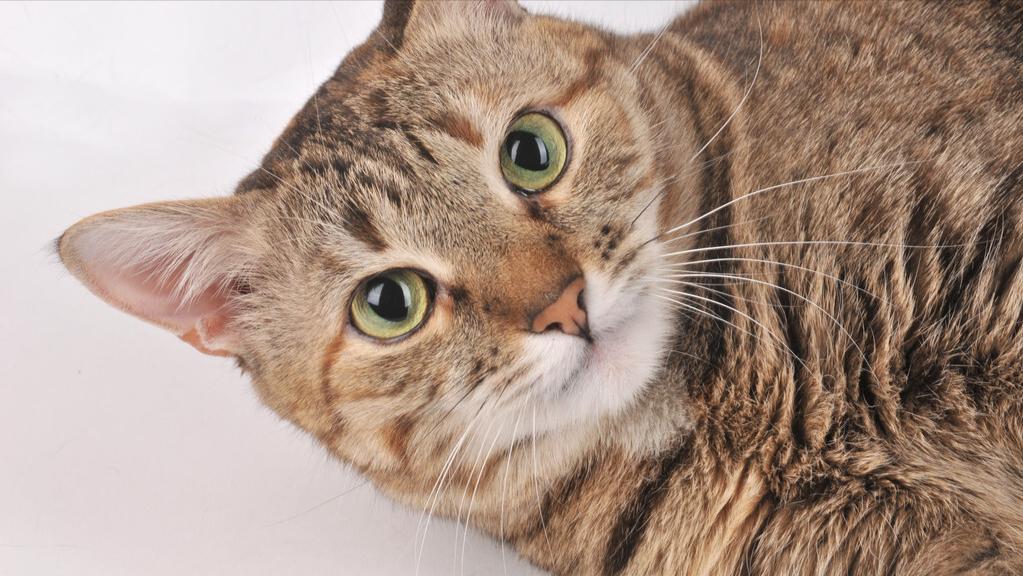 猫咪耳螨严重会出现什么情况,猫咪有耳螨病要怎么处理