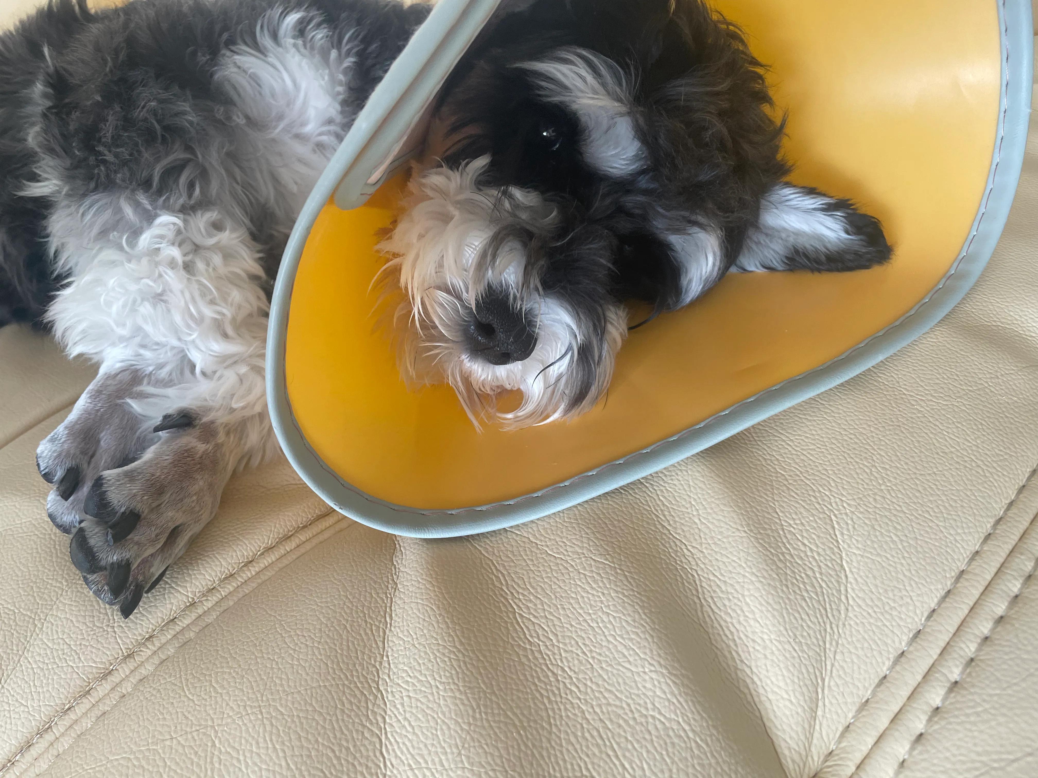 狗子生病了,狗子生病了用什么药好得快