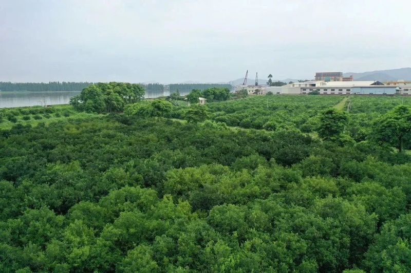 泓达堂新会陈皮茶叶公司,泓达堂新会陈皮官网联系电话