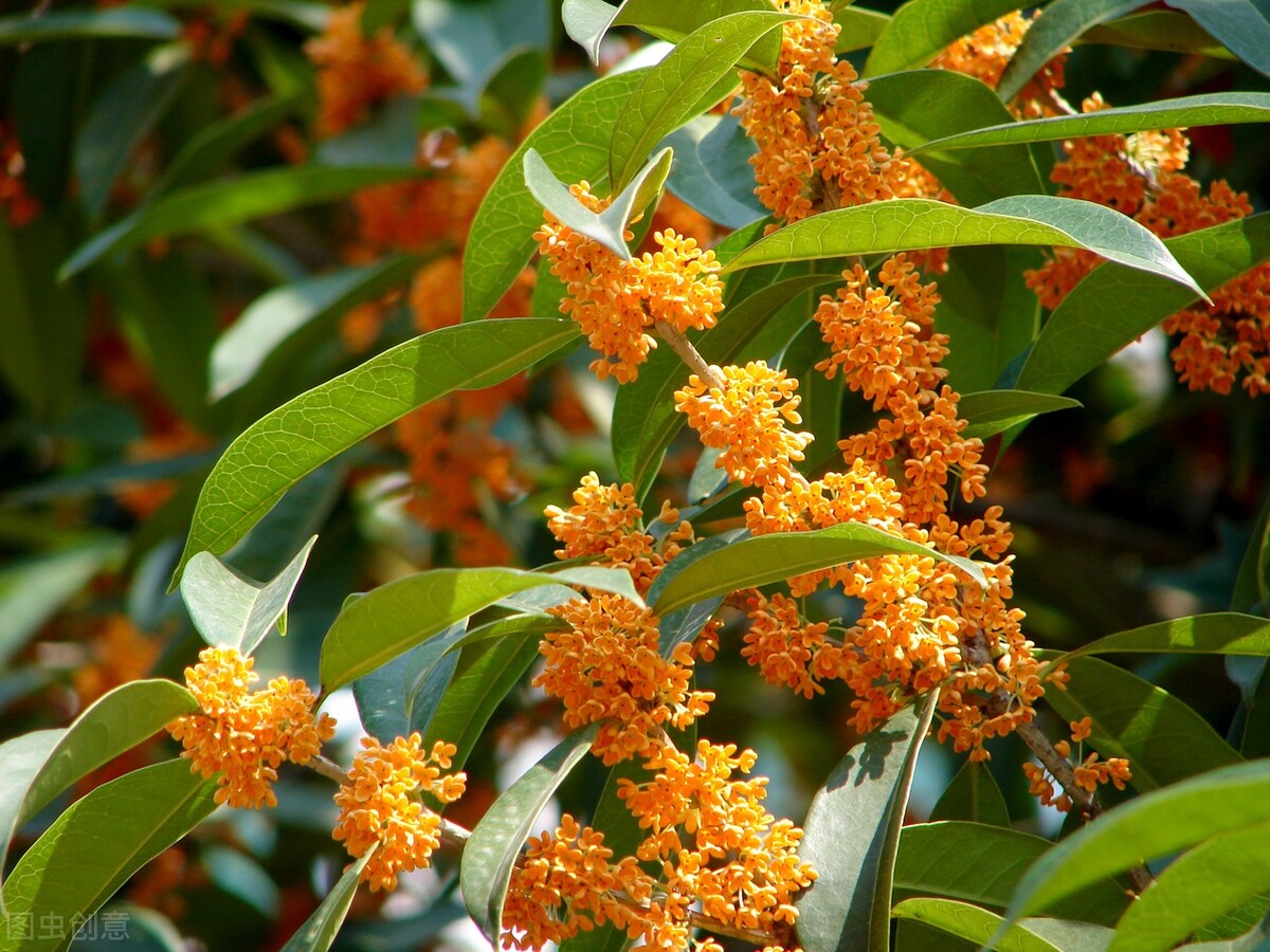 清可绝尘,清可绝尘浓能远溢什么意思