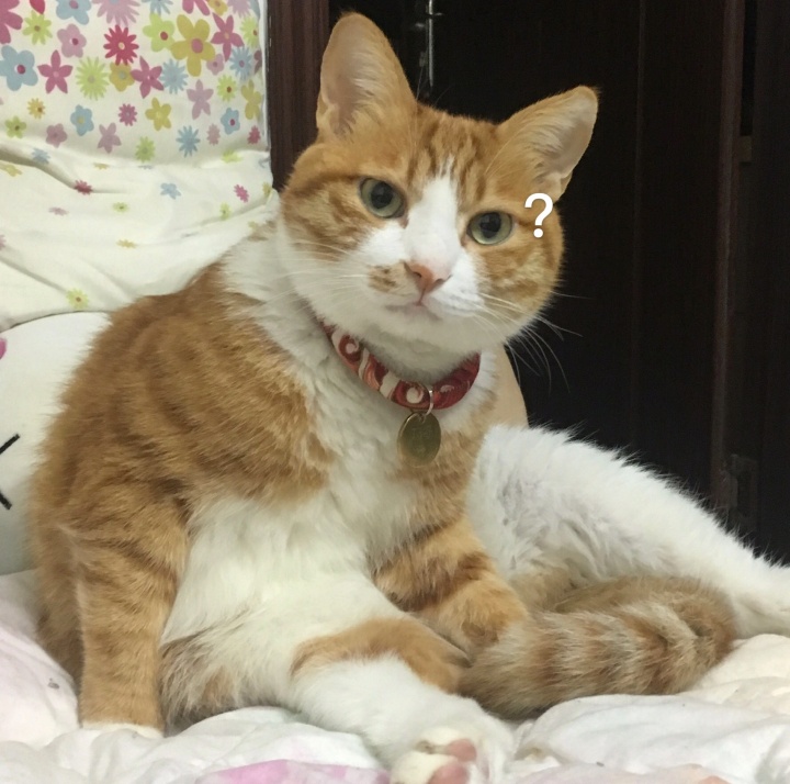 猫咪好好的为什么突然应激,猫咪好好的为什么会突然大喘气