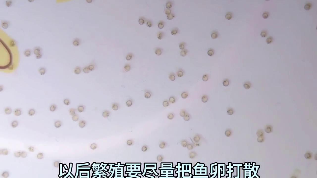 翻到相册里去年繁殖的视频，回忆一下~#繁殖