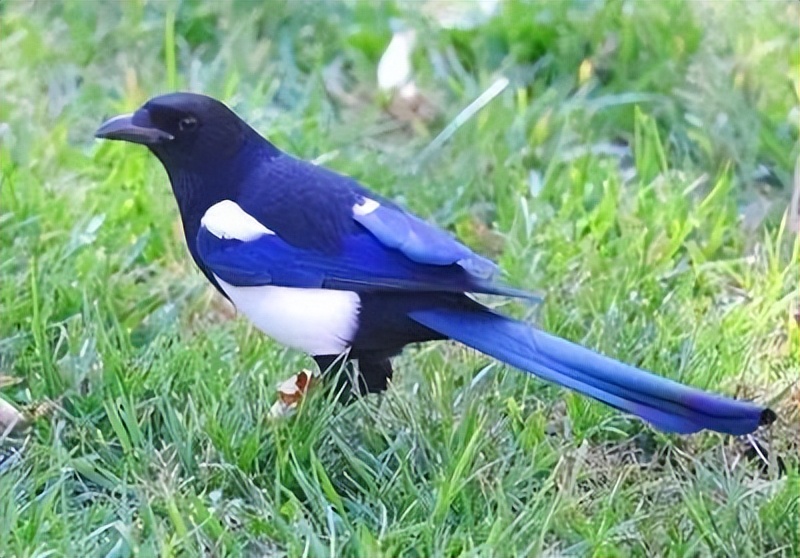 家里来什么动物最旺财,农民视为家中宝的动物有哪些