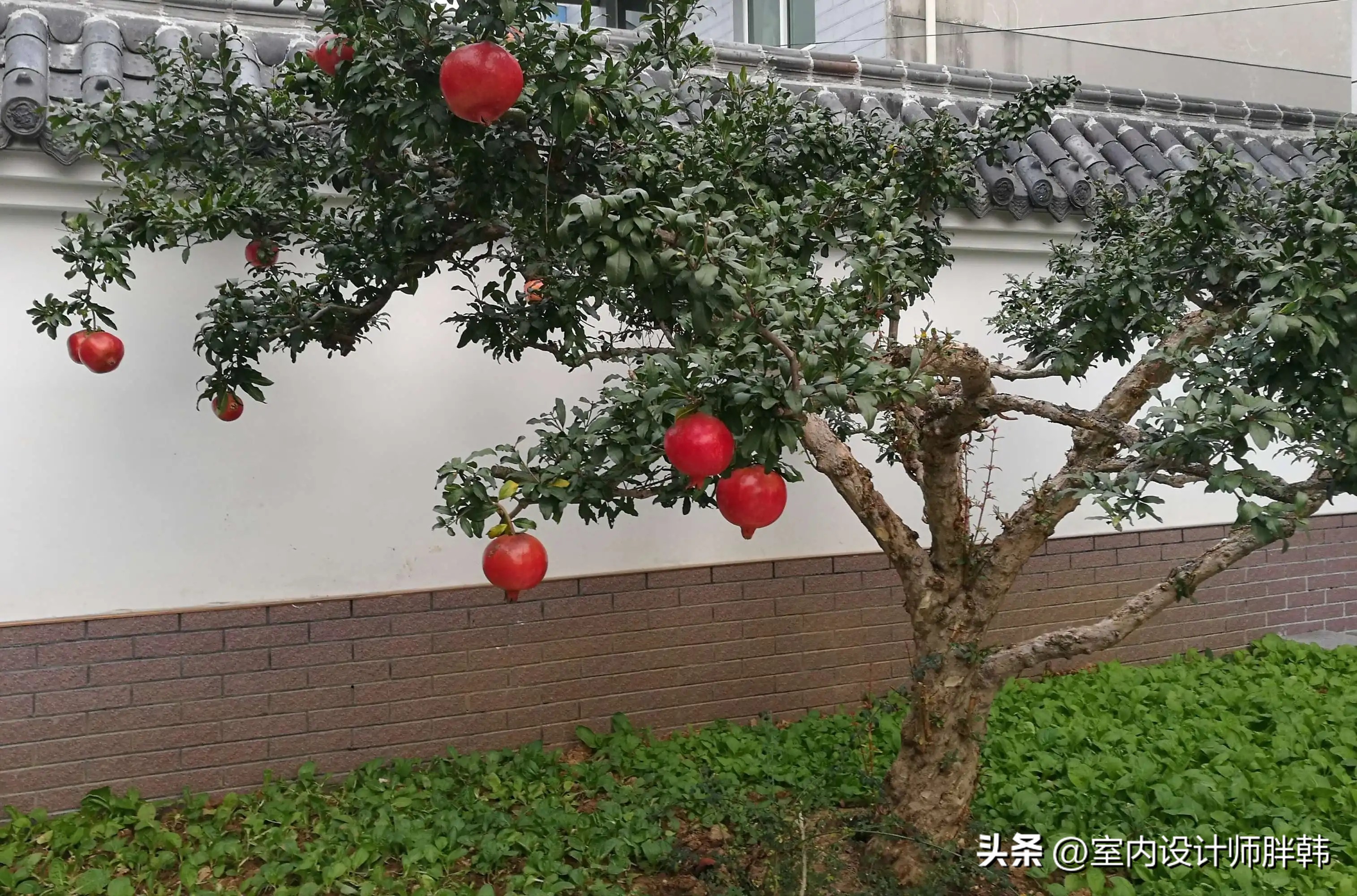 门前五树代表什么,五树进宅指的是哪五树