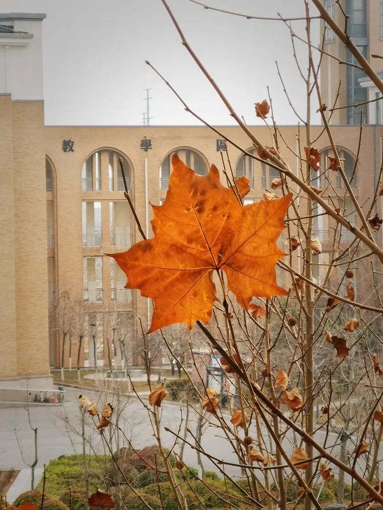 层林尽染的视频号,濮阳医专学历怎么样