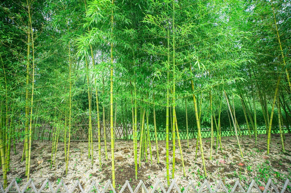 散文陪伴是最长情,散文陪母亲重游荒废已久的母校