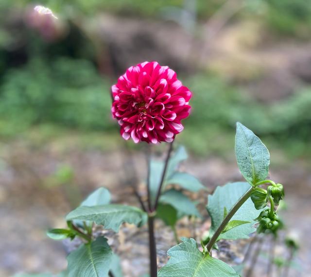 纳兰性德经典诗词谁念西风独自愁,纳兰性德经典诗词风一更雪一更