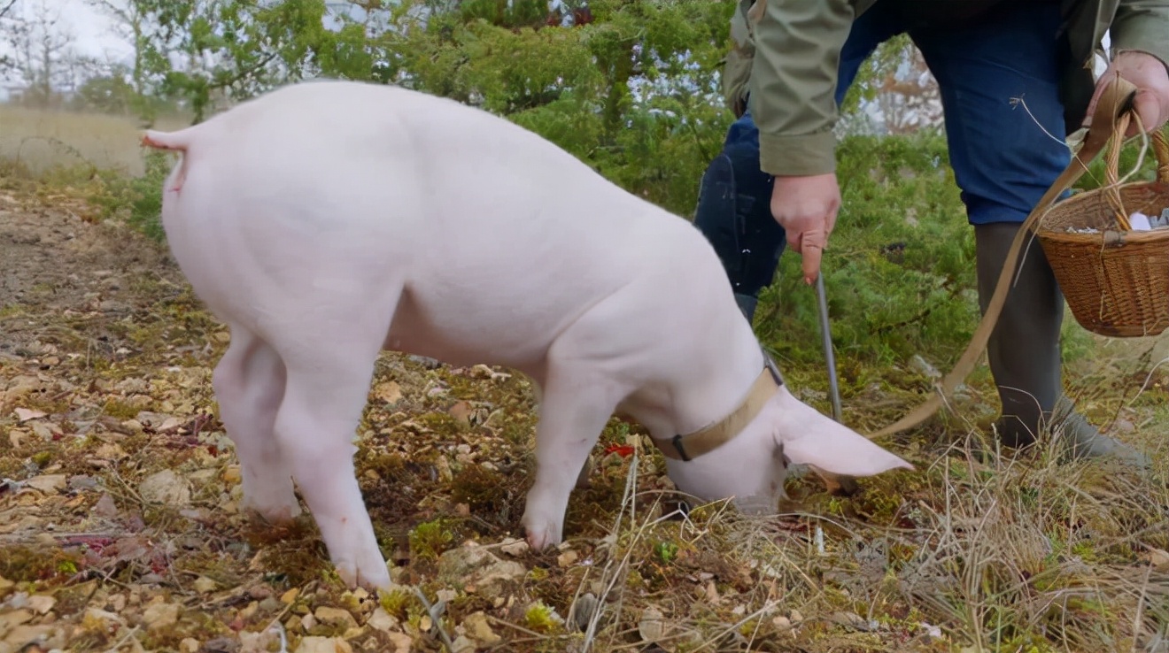 1人1猪搜寻深山里的“黑球球”，国外当宝国内喂猪，一公斤卖1500