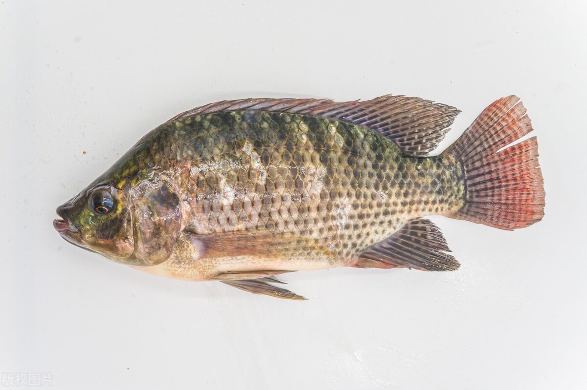 世界水产业重点科研培养的淡水鱼类——罗非鱼