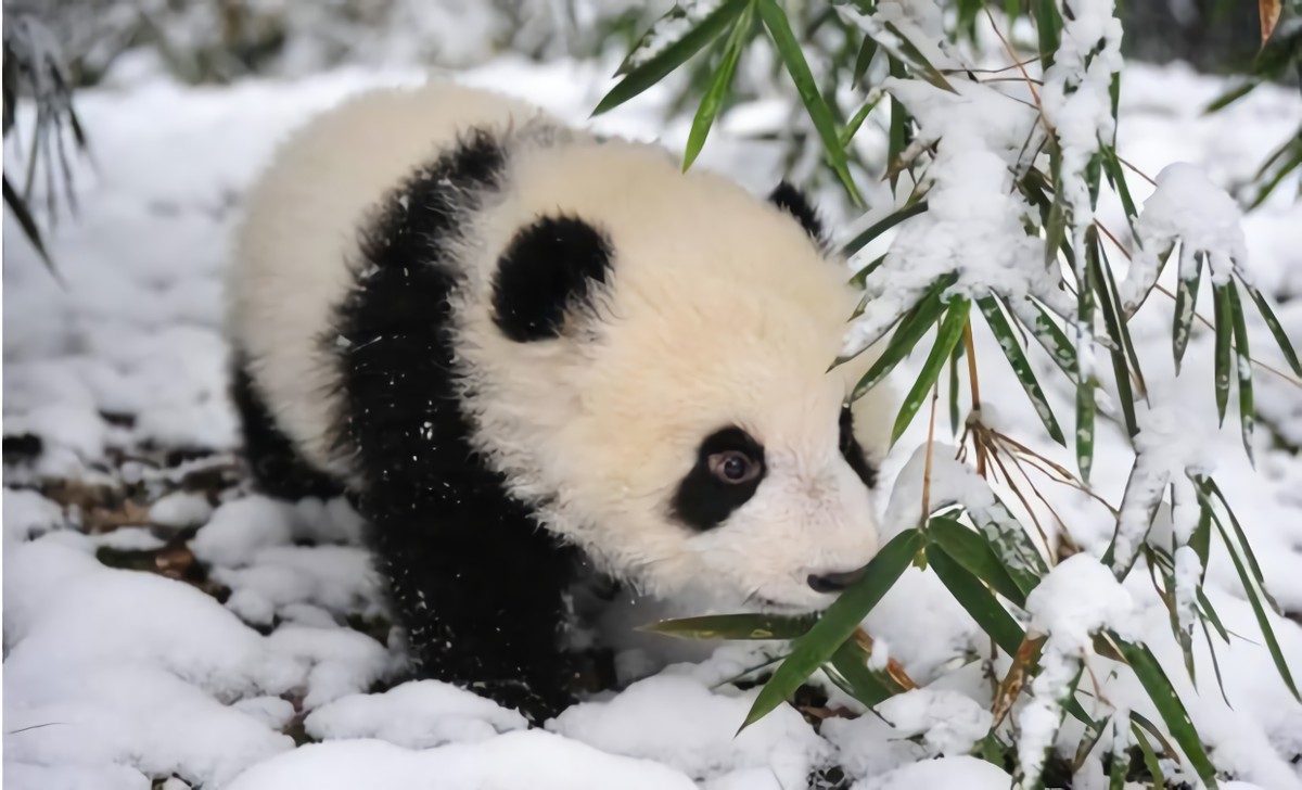 熊猫为什么那么少被老虎狮子吃,老虎狮子为什么不敢对熊猫下手