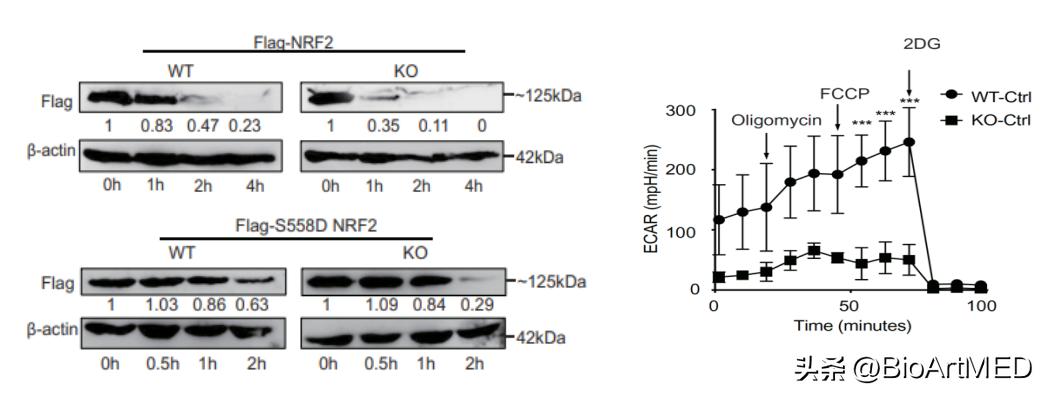Th17应对氧化应激的新机制