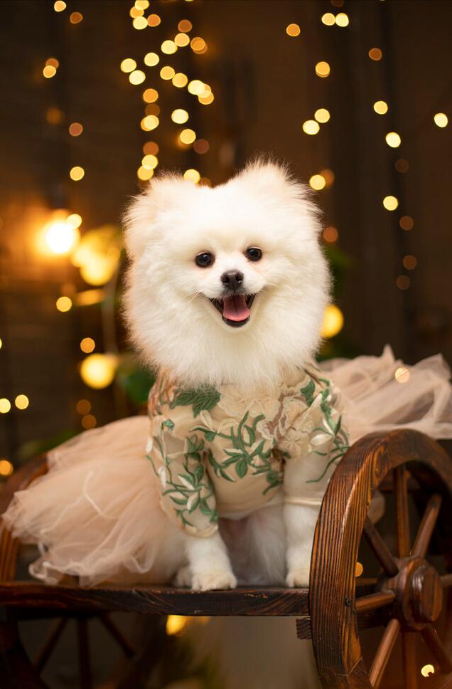 博美有泪痕怎么洗掉呢图片,博美有泪痕吃什么药可以解决