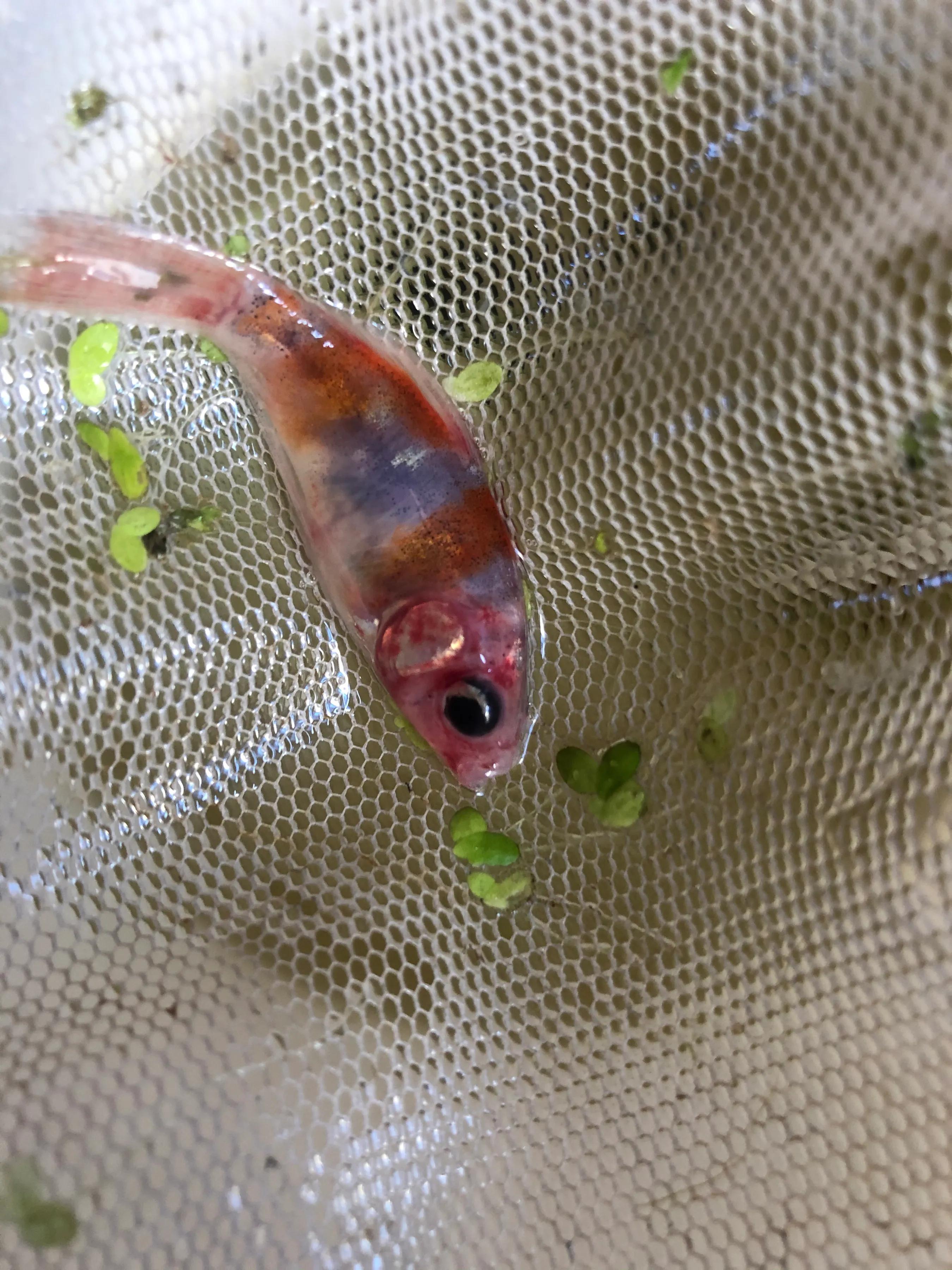 金鱼打粉病的治疗方法,金鱼充血烧尾治疗方法