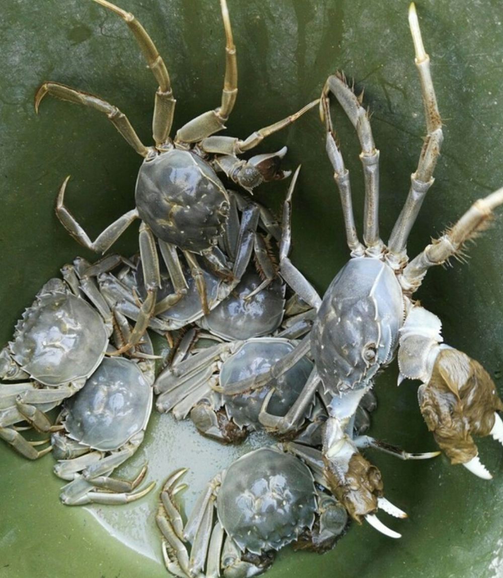 天津的特产什么地方的最正宗,天津著名的特产有哪些