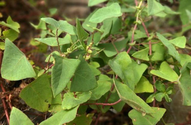 叶子像烙铁,人称“痒立消”,却是民间的毒蛇克星,大家来认识下