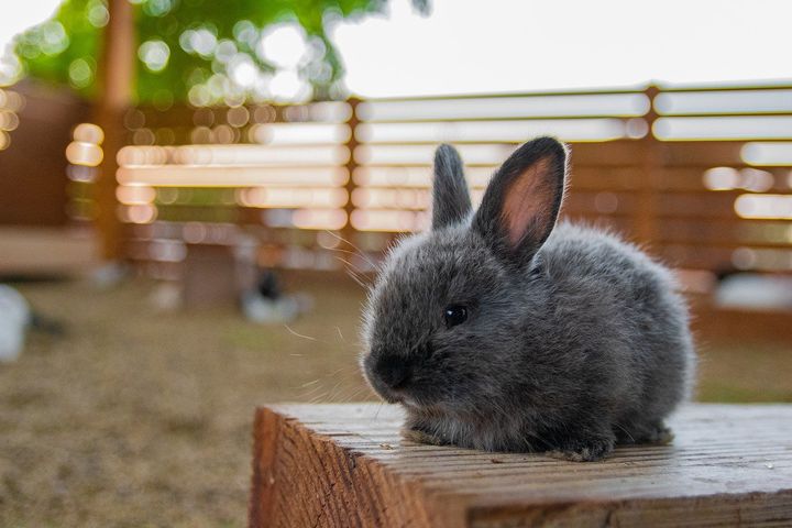 幼兔驱虫药喂多了怎么办,幼兔怎么驱虫