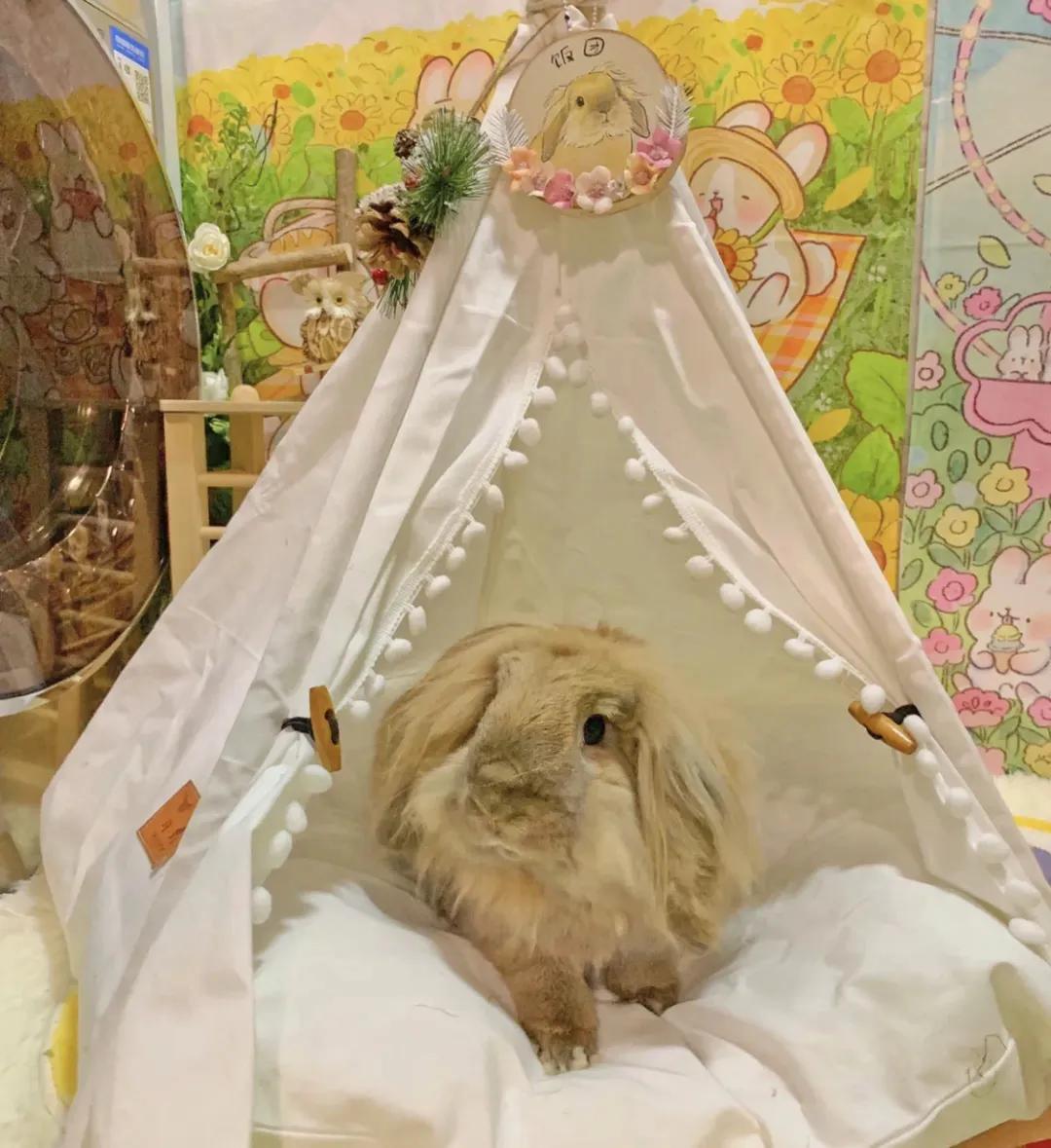 新手养兔指南小说,新手养兔指南免费