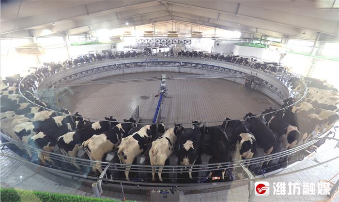 #潍坊山海行#【打卡“沂荷”:把奶牛从奶源升华为旅游资源】