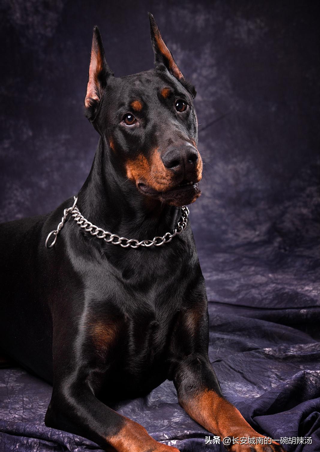 100种名犬价格,世界名犬排名前100图巴哥犬