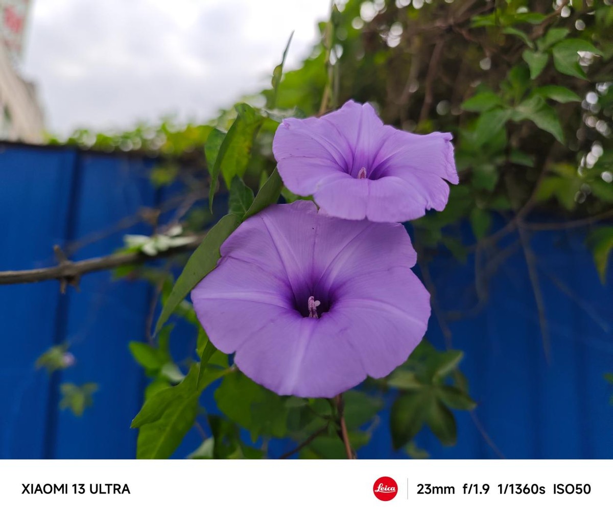 小米13ultra拍照细节表现,小米13ultra评测拍照