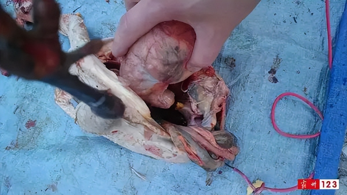 值钱?霸州村民宰鸡发现金黄色“鸡宝”?快来看看