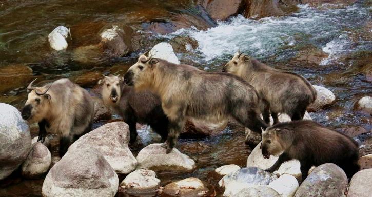 四川唐家河发现大量“六不像”觅食，没有天敌，林中称王称霸