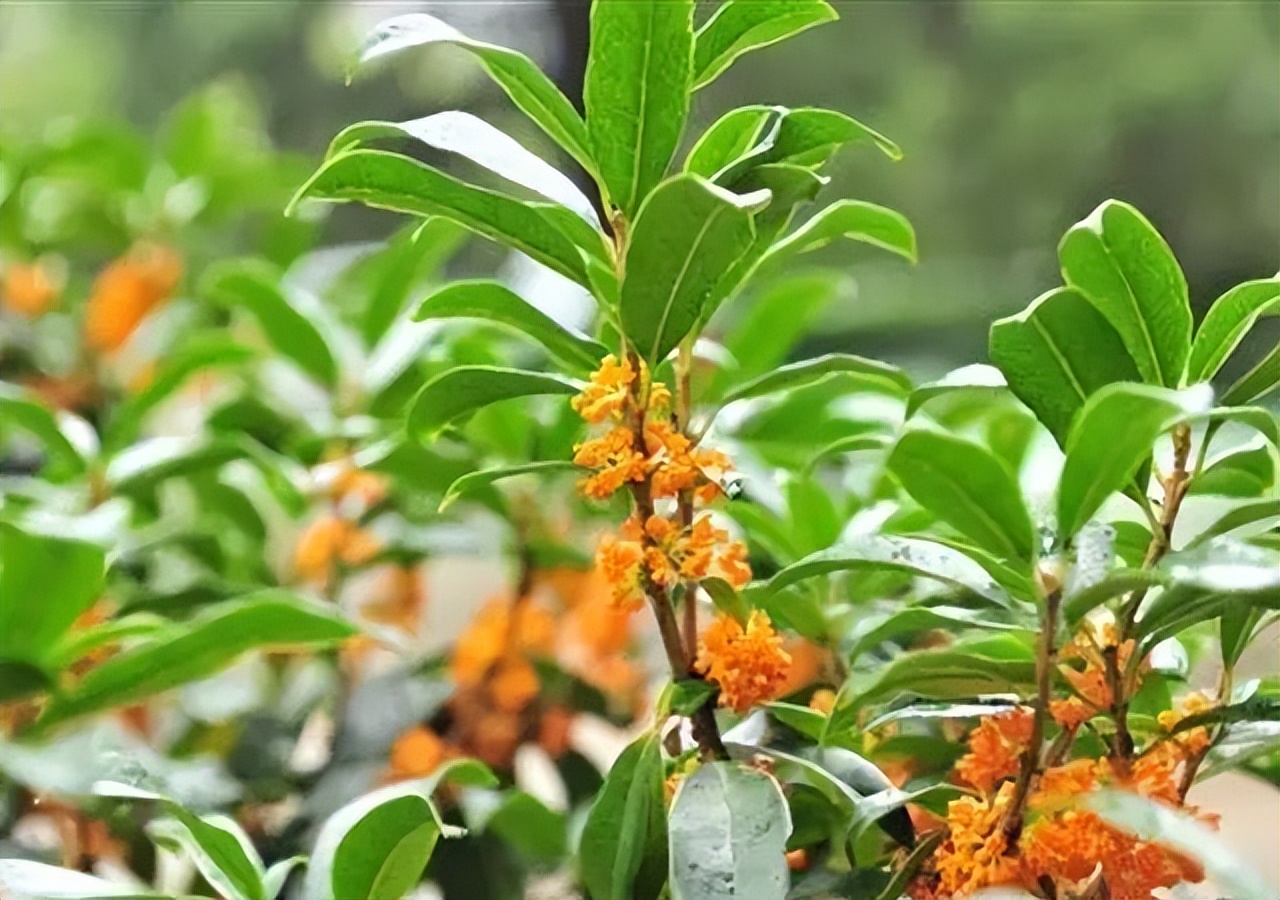 陶醉在秋天的诗句,陶醉在秋天美景