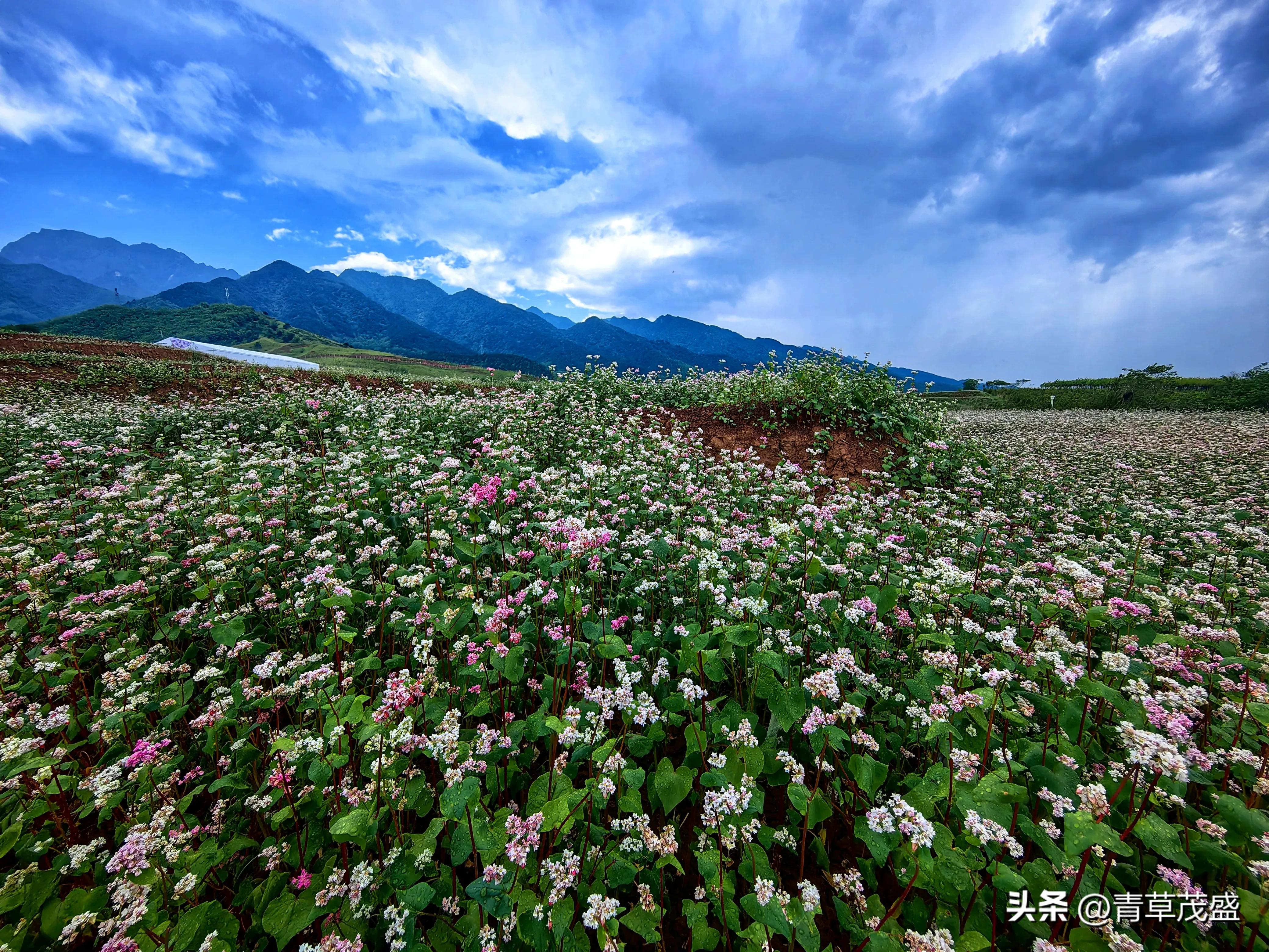 西安蓝田荞麦岭景区,蓝田荞麦岭日出美景视频