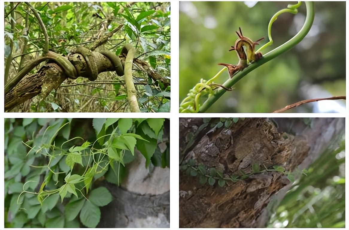 深圳坪山全域自然博物⑩|禾雀花步道:错过再等一年,“小精灵”禾雀花来啦!