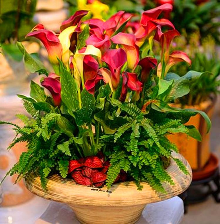 适合室内养的四季开花的球,室内盆栽花卉球兰