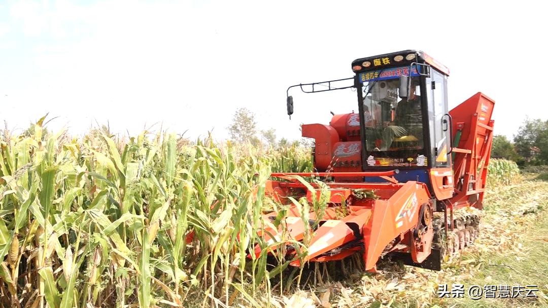 山东高产玉米品种亩产多少公斤,今年农户玉米亩产量