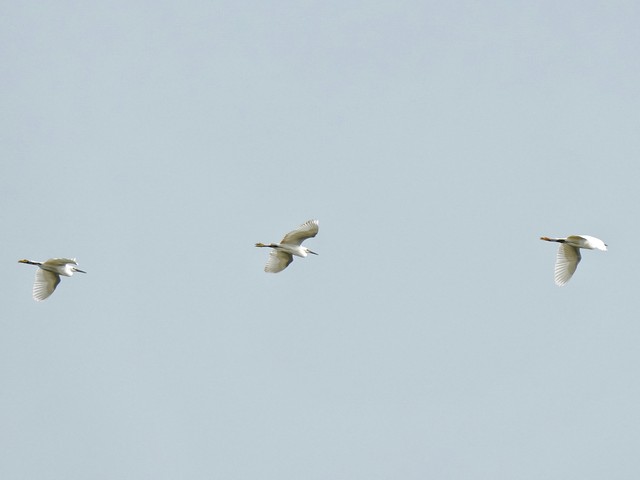 唐朝杜甫绝句,唐代诗人杜甫的经典名句