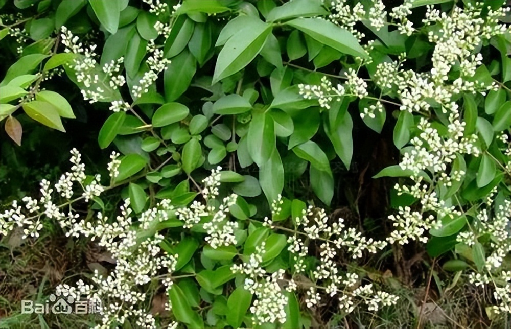 广东发现珍稀罕见野生动物,珍稀动物视频