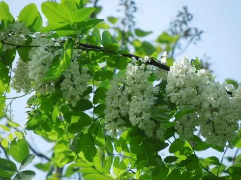 忆老家那棵洋槐树洋槐花盛开阵阵扑鼻香