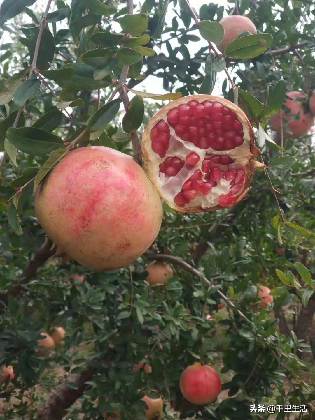 突尼斯软籽石榴和河阴石榴的区别,正宗原产地突尼斯第一名软籽石榴