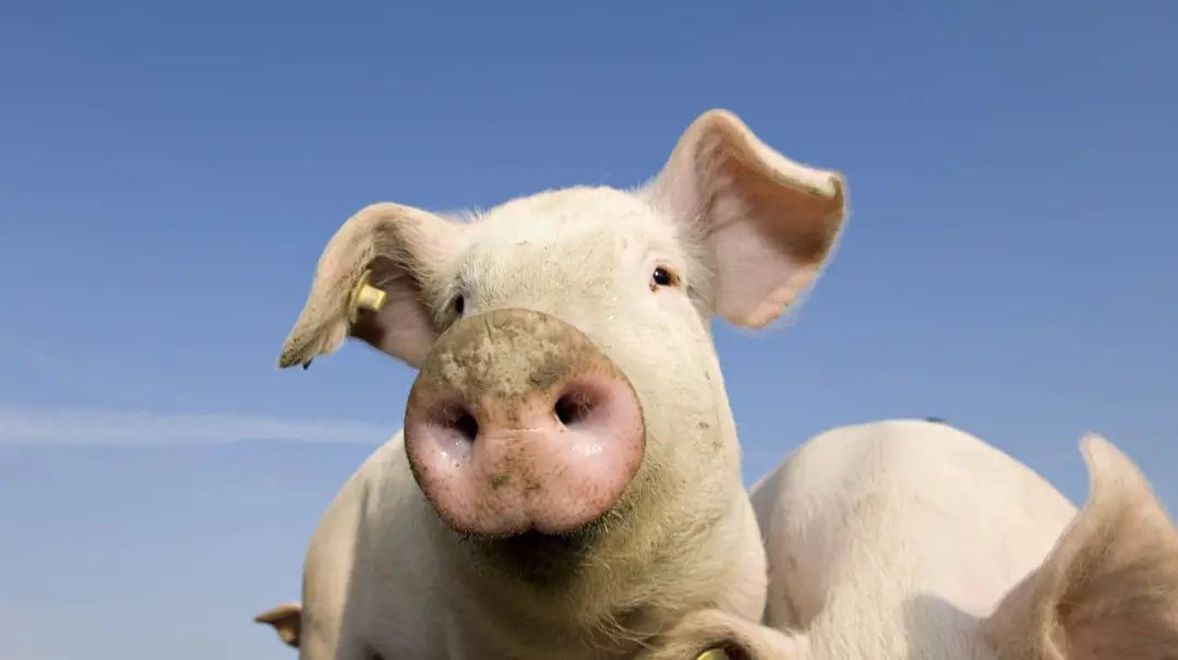 牧原股份2020年养猪数据解读,牧原股份能突破猪周期吗