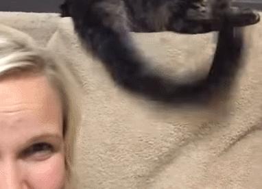 为啥猫咪老用尾巴扇我是不耐烦吗,猫咪一直扇尾巴