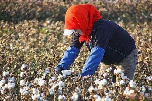 2022年种棉花形势咋样,种棉花难的视频