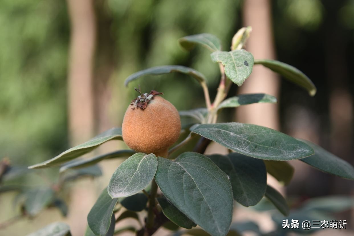 十大消失的水果,被遗忘的水果有哪些