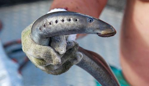 十种颜值最高的鱼,这些长相奇怪的鱼你认识几条