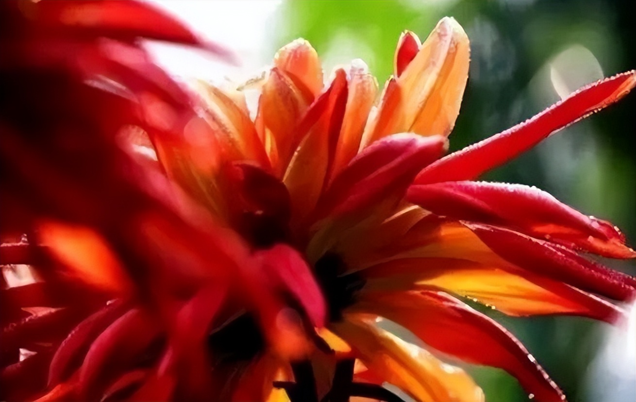 秋花诗词50首,金秋秋菊50种名菊