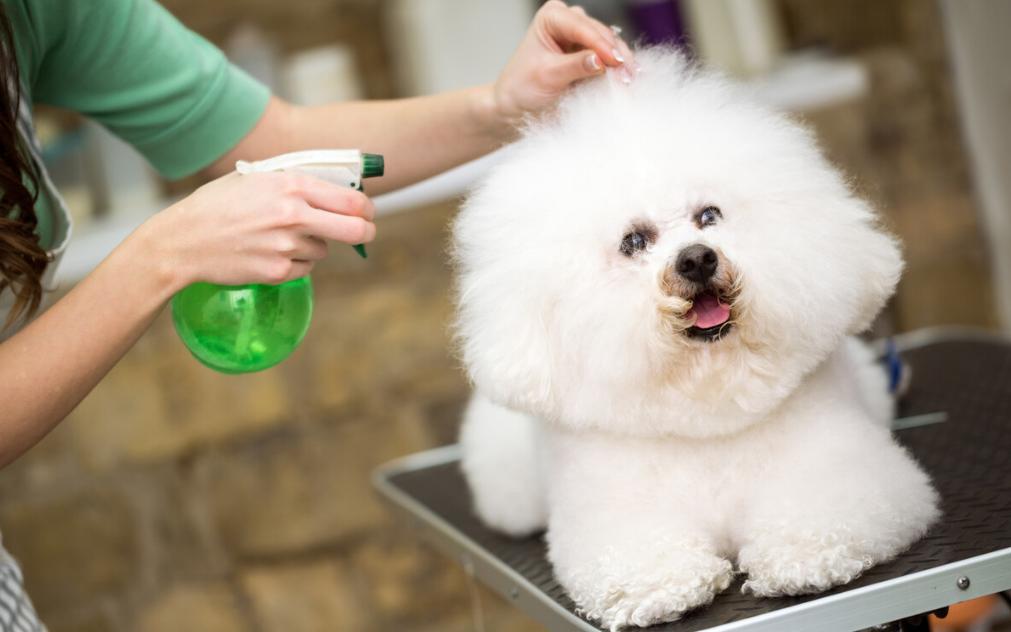 比熊是一点毛不掉吗,比熊掉毛是有皮肤病吗