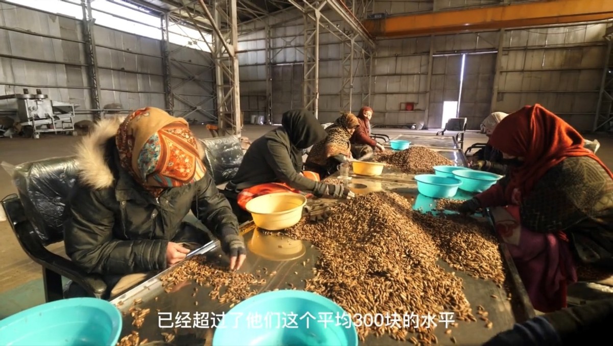 阿富汗手剥松子独立包装,每天都超越自己