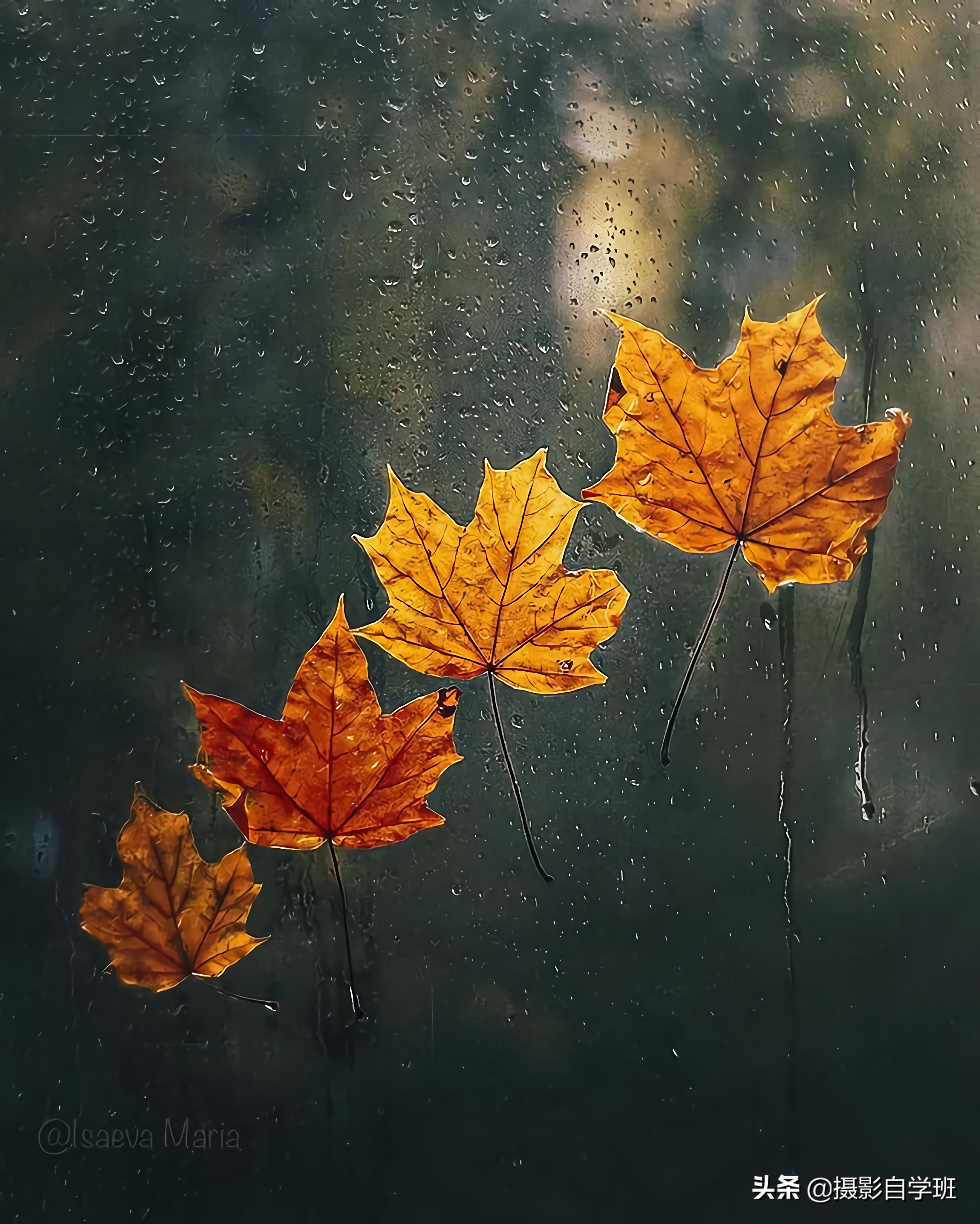 叶子怎么拍人出高级感,叶子怎么拍高级