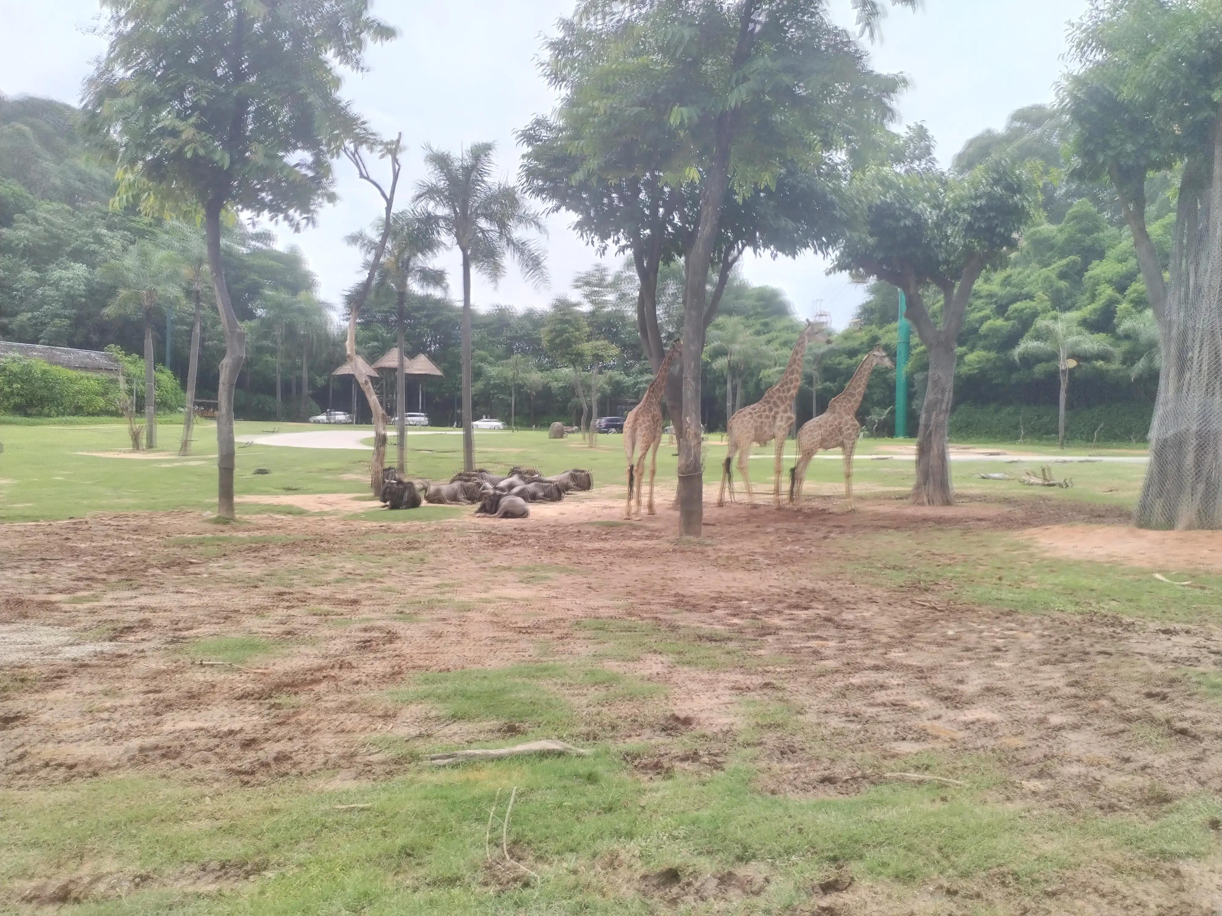 广州长隆野生动物世界景点图片,游广州长隆野生动物世界游记